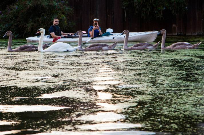 london-incognito-bespoke-events-kayaking-on-londons-oldest-canal-passing-swans